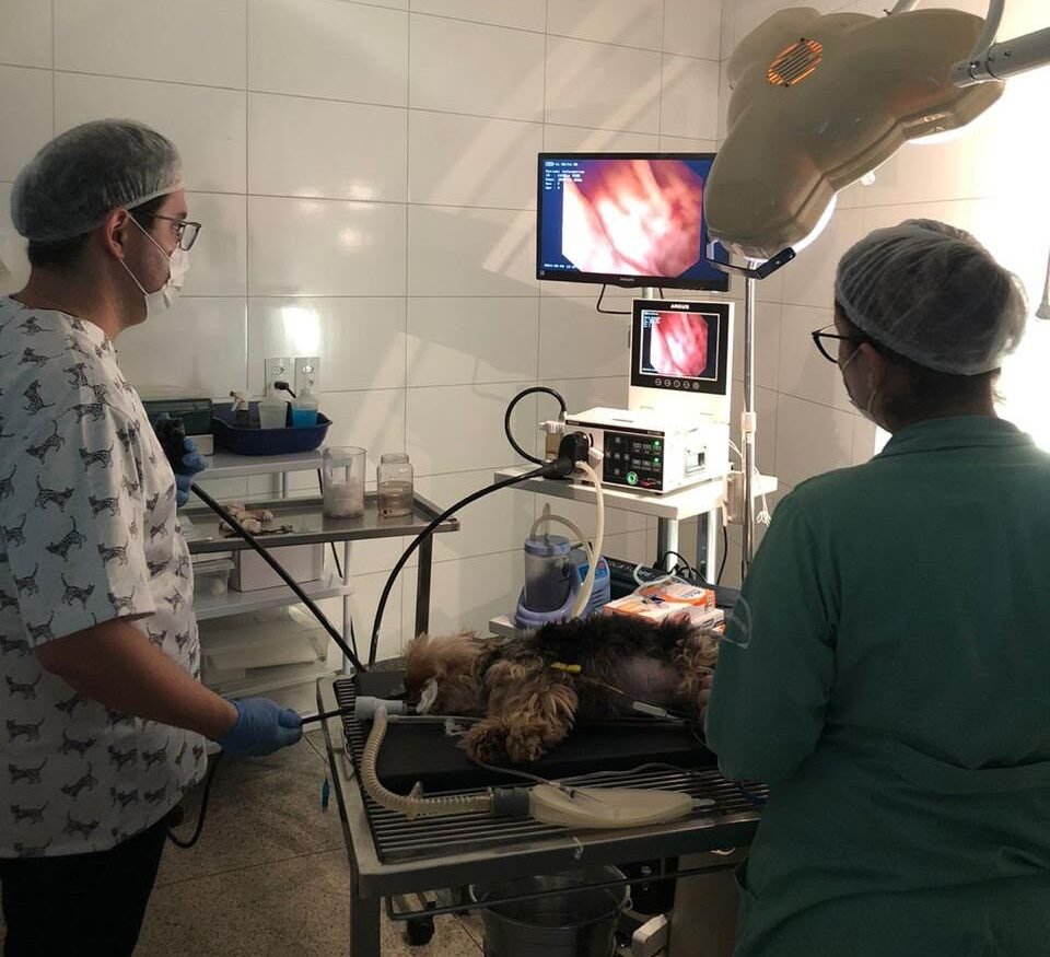 Endoscopia