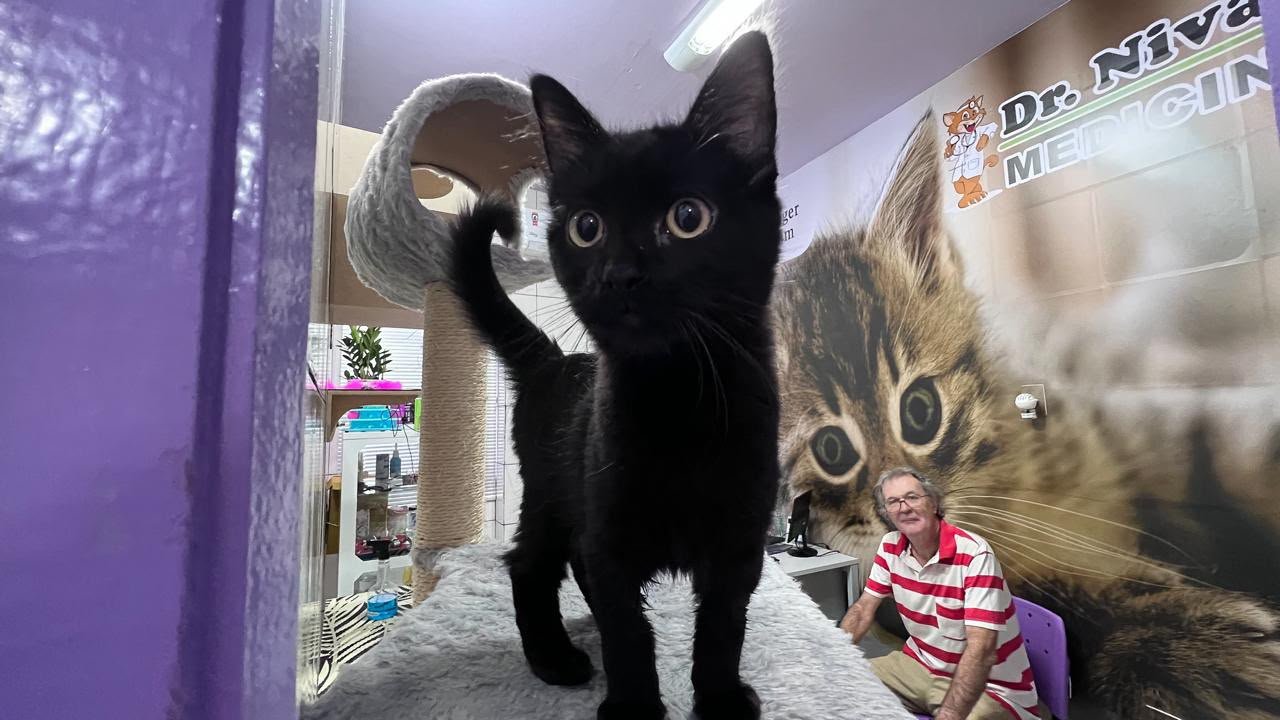 Gatos 2
