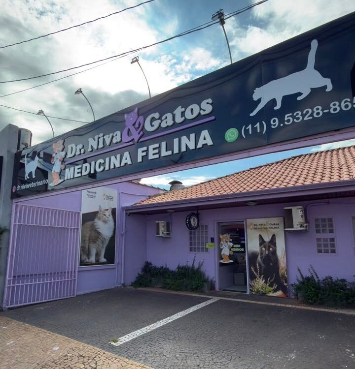 Gatos 3