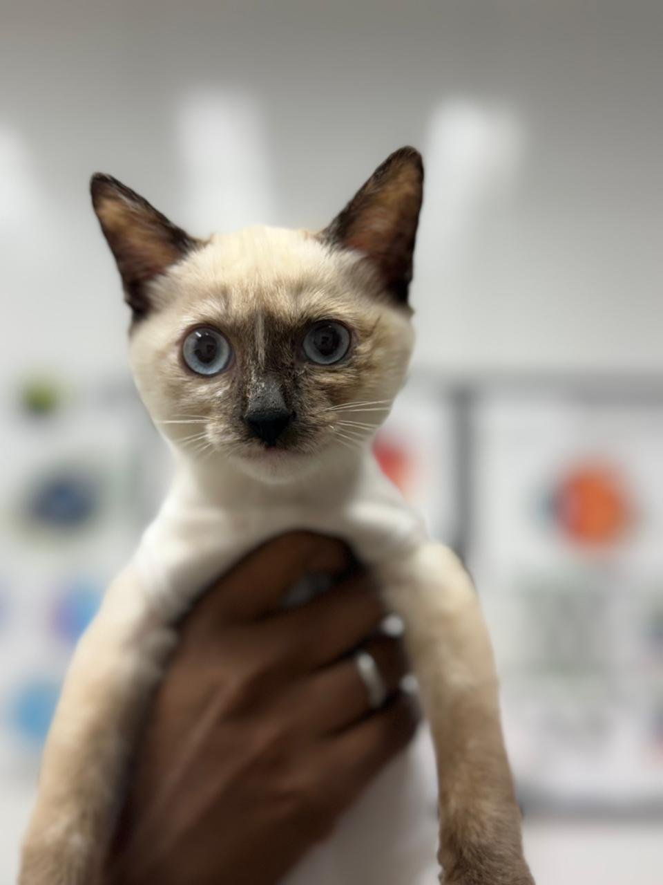 Gatos 8