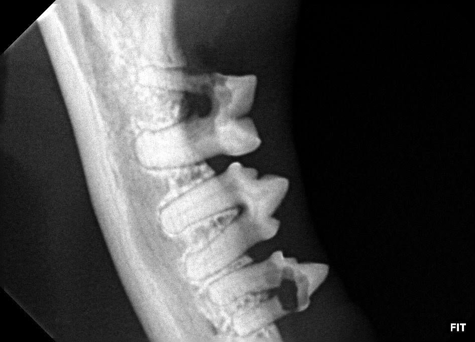 Odonto4